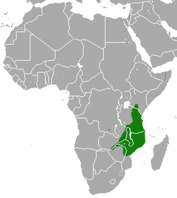 Distribución de la mangosta colipeluda (verde - presente, rosa - presencia probable)