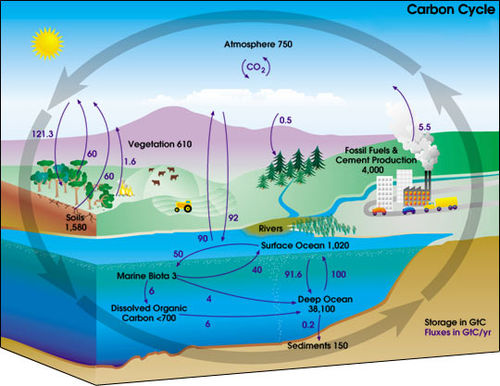 500px-Carbon_cycle-cute_diagram.jpeg