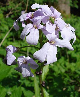 Hagymás fogasír (Cardamine bulbifera)