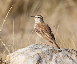 Benguelalärka (C. benguelensis)