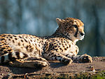 Cheetah at Whipsnade Zoo, Dunstable.jpg