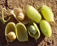 Two rows of chickpeas, in and out of their pods