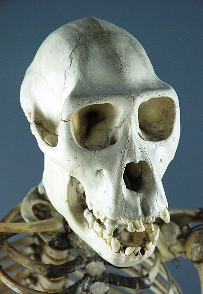 File:Chimpanzee skull.jpg