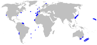Rozšíření žraloka límcového (Chlamydoselachus anguineus) (modře)