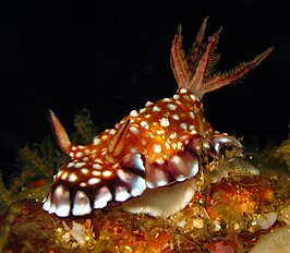 Goniobranchus roboi