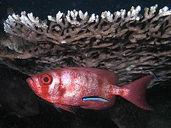 Cleaning symbiosis: a small cleaner wrasse (Labroides dimidiatus) with advertising coloration services a big eye squirrelfish (Priacanthus hamrur) in an apparent example of reciprocal altruism. Cleaner station komodo.jpg