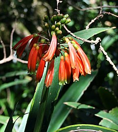 Description de l'image Clivia caulescens 3.jpg.