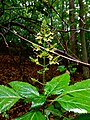 Collinsonia canadensis - Richweed.jpg