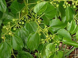 Colubrina asiatica, detail.jpg