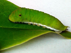 Ausgewachsene Raupe (grüne Morphe)