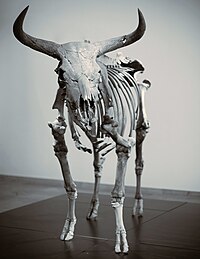 лат. Bos primigenius, немесе лат. Bos taurus primigenius