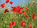 Coquelicots rue du Docq Tongrinne