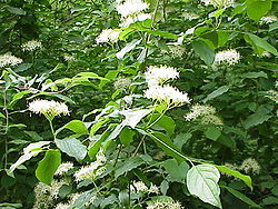 Cornus sanguinea