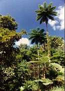 Cyathea intermedia de la forêt de La Thy (Nouvelle-Calédonie).