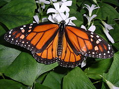 Papillon Monarque