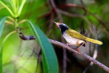 The dark-necked tailorbird