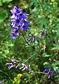 Delphinium flexuosum