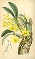 Dendrobium senile. Curtis's botanical magazine vol. 127 ser. 3 nr. 57 tab. 7787, 1901 г.