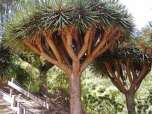 Dracaena cinnabari