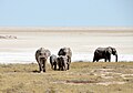 Elefanten vor der Etosha-Pfanne in Namibia (2014)