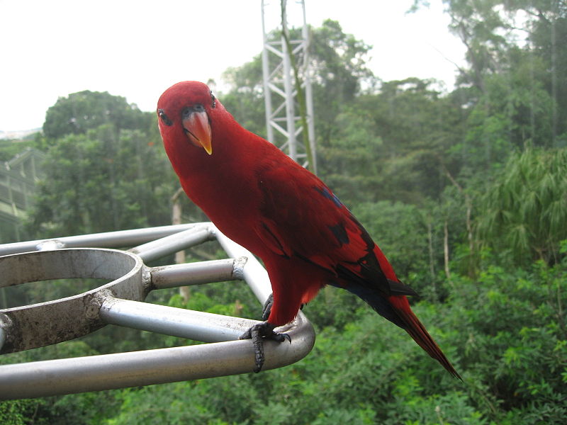 Ficheiro:Eos bornea at Jurong Bird Park 2.JPG