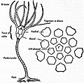 Esquema de crinoideo, a la derecha, los diversos tipos de placas del cáliz