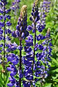 User:Sminthopsis84 says Unidentified Lupinus - Jmabel