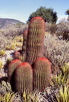 Ein tungekaktus (Ferocactus) sør for Saltillo i Coahuila, nordaust i Mexico