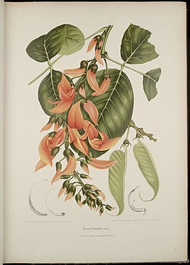 Бутея односемянная (Butea monosperma)