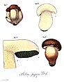 Fig.3 - Boletus fragrans