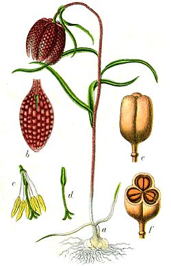 Kirjopikarililja (Fritillaria meleagris)
