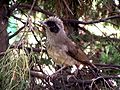 Masked laughingthrush