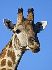 De kop van een giraffe van dichtbij