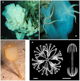 Разнообразие стеклянных губок: А — микрофотография микросклер (сканирующая электронная микроскопия), B — Hyalonema sp., C — Atlantisella sp., D — Lefroyella decora