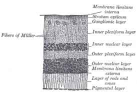 Сечение сетчатки (ганглионарный слой обозначен справа, третий сверху).