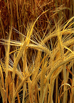 260px Hordeum barley