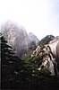 Huangshan Pine trees