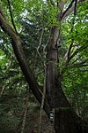 Stieleiche (Quercus robur)