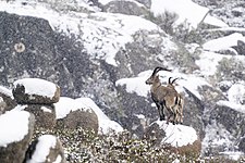 Iberian Ibex in the snow Photograph: Norbertoe