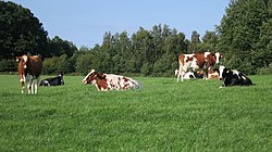 Itzehoe Rotbunte-und-schwarzbunte-Holsteinrinder Juli-2015 IMG 5496.JPG