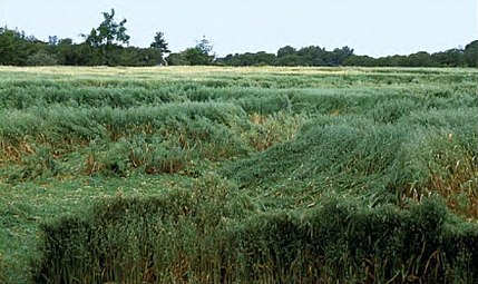 La Torre de Claramunt (Anoia, 4 de juny de 2002)