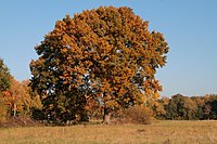 85. Platz: Losch mit Landschaftsschutzgebiet „Hahle“, Region Hannover, Niedersachsen, Deutschland