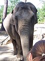 Éléphant d'Asie (Elephas maximus)