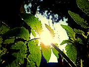 Fotosinteza, v svojem bistvu proces pretvorbe sončne svetlobe v kemično energijo, poteka pri rastlinah pretežno v listih.