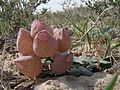 Bladder-like fruits of L. incerta, Baikonur, Kazakhstan