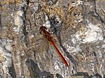 Sympetrum meridionale – Männchen