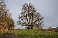 2 Linden beim Kreuz auf dem Horstberg