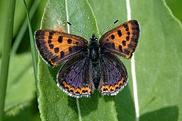 Šiaurinis auksinukas (Lycaena helle)