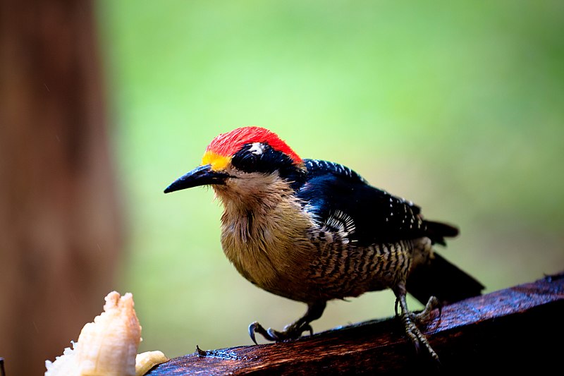 File:Melanerpes pucherani -Costa Rica -female-8.jpg