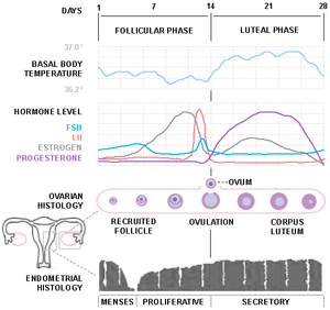 Diagram of the menstrual cycle (based on sever...